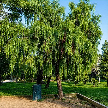 Aroeira Salsa (Schinus molle): 20 Sementes