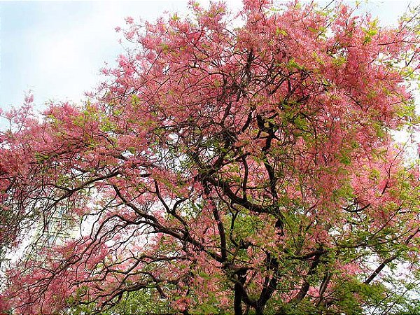 Cássia Rosea - Cassia grandis: 5 Sementes