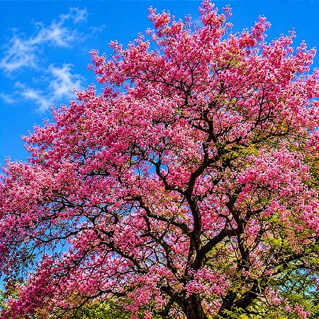 Cássia Rosea - Cassia grandis: 5 Sementes