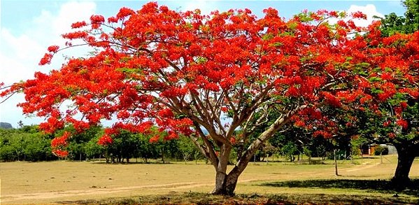 Flamboyant Vermelho  - Delonix Regia - 5 Sementes