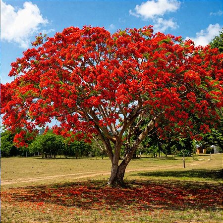 Flamboyant Vermelho - Delonix Regia - 5 Sementes