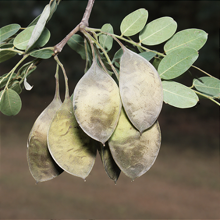 Garapa (Apuleia leiocarpa): 5 Sementes