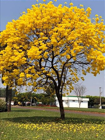 Comprar Sementes de Ipê Amarelo (Handroanthus chrysotrichus) - Semente ...