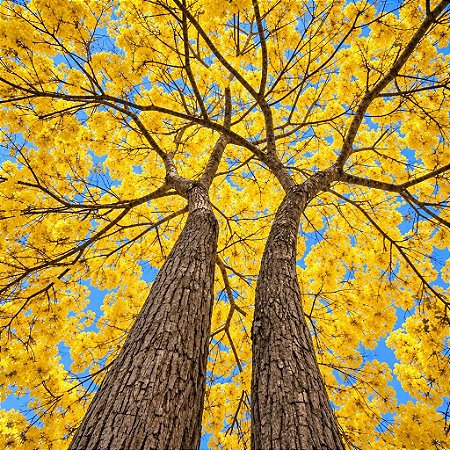 Ipê Amarelo (Handroanthus chrysotrichus): 10 Sementes