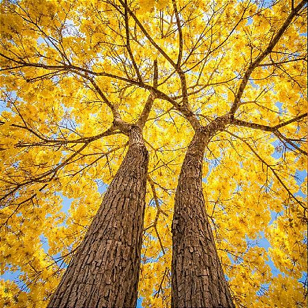 Ipê Amarelo (Handroanthus chrysotrichus): 10 Sementes