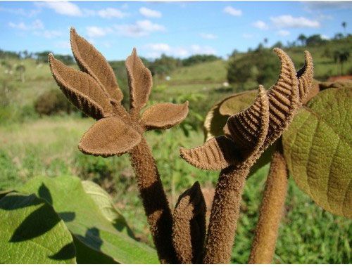 Ipê Preto (Zeyhera tuberculosa): 5 Sementes