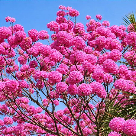 Ipê Roxo (Handroanthus impetiginosus): 5 Sementes