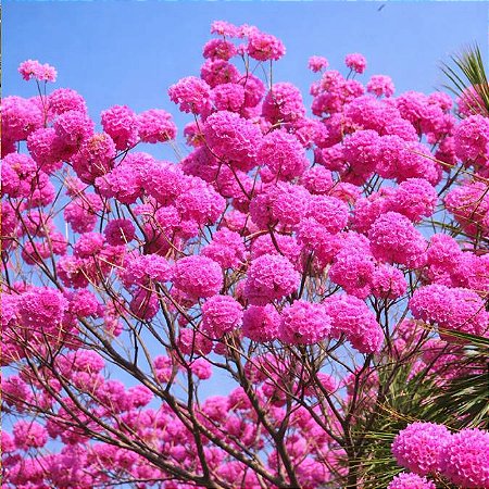 Ipê Roxo (Handroanthus impetiginosus): 5 Sementes