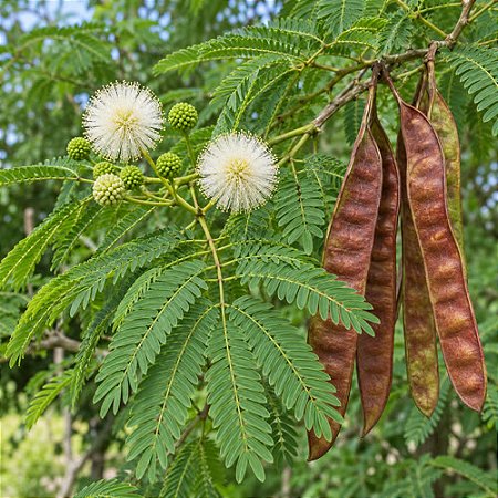 Leucena (Leucaena leucocephala): 10 Sementes