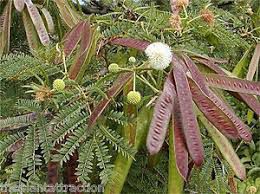 Leucena (Leucaena leucocephala): 10 Sementes
