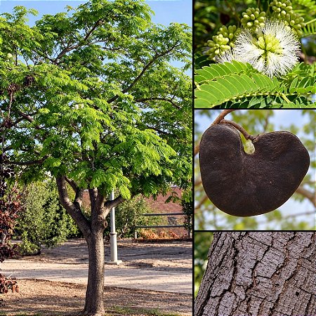 Orelha de Macaco (Enterolobium contortisiliquum): 5 Sementes
