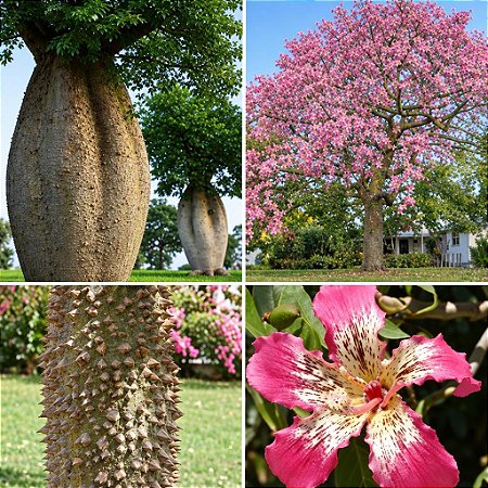 Paineira Rosa - Paina Rosa (Chorisia Speciosa): 5 Sementes