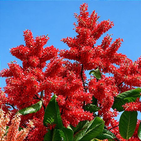 Pau Formiga (Triplaris Americana): 5 Sementes