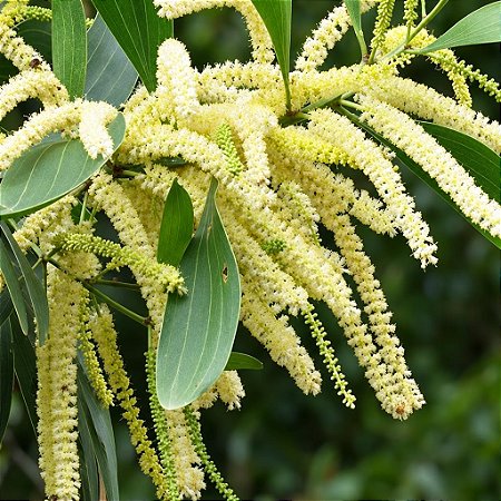 Acácia Australiana (Acácia Mangium): 20 Sementes