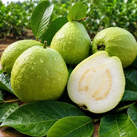 Goiaba Branca Psidium guajava: 10 Sementes