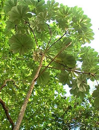 Comprar Sementes De Embaúba Embaúva Cecropia Hololeuca Semente Rara Venda De Sementes 7811