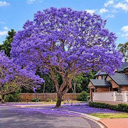 Jacarandá Azul Mimoso - Jacaranda mimosifolia Bignoniaceae: 5 Sementes
