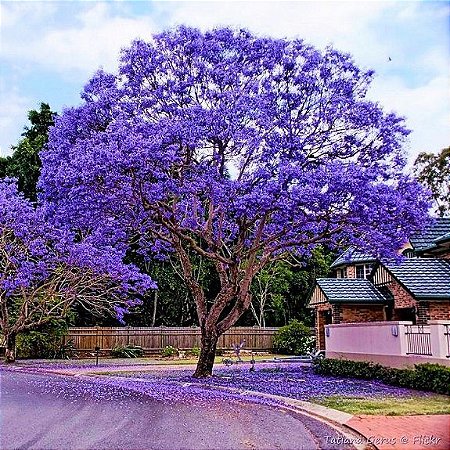 Jacarandá Azul Mimoso - Jacaranda mimosifolia Bignoniaceae: 5 Sementes