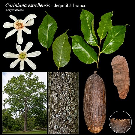 Jequitibá Branco - Cariniana estrellensis - 5 Sementes