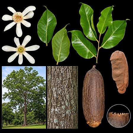 Jequitibá Branco - Cariniana estrellensis - 5 Sementes