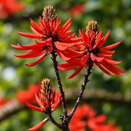 Mulungu do litoral - Erythrina speciosa - 3 Sementes