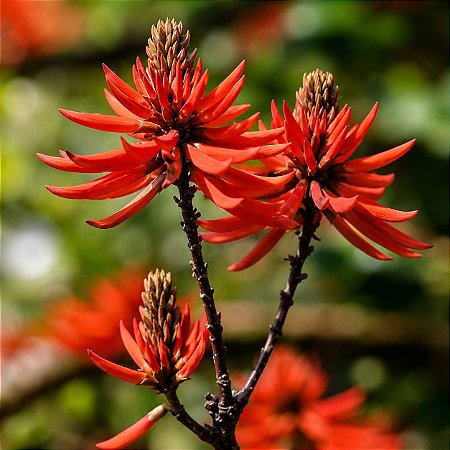 Mulungu do litoral - Erythrina speciosa - 3 Sementes