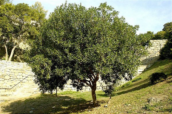 Comprar Sementes de Mutambo - Guazuma Ulmifolia - Semente Rara - Venda ...