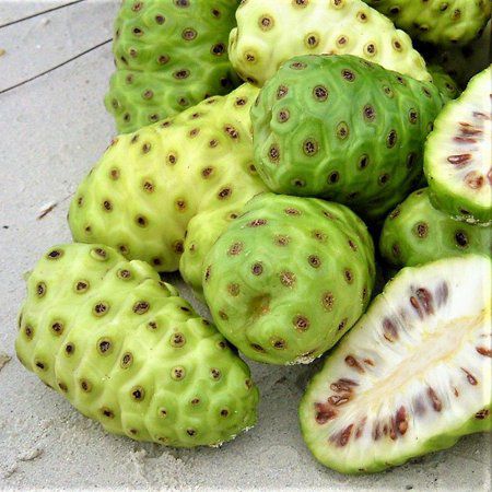 Noni - Morinda citrifolia - 3 Sementes