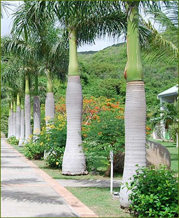 Palmeira Imperial Roystonea Regia 3 Sementes Semente Rara Venda De Sementes Para Plantar