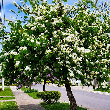 Pata de Vaca Branca - Bauhinia Forficata: 3 Sementes