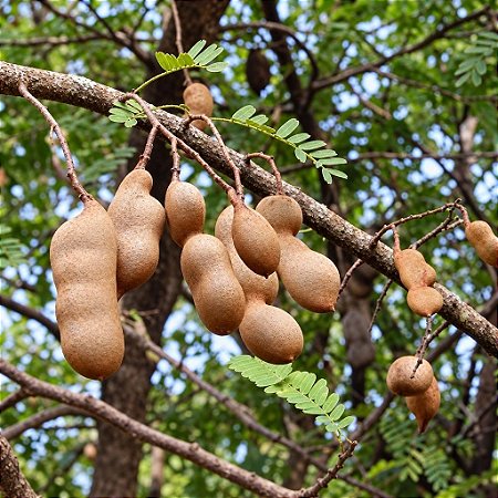 Tamarindo: 3 Sementes