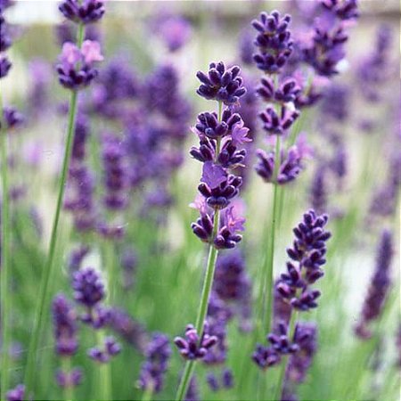 Lavanda (Alfazema) - Lavandula angustifolia - 50 Sementes