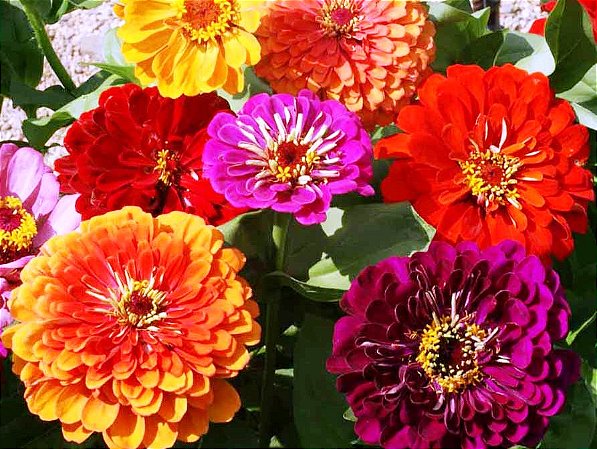 Zinnia Sortida Gigante da Califórnia: 100 Sementes