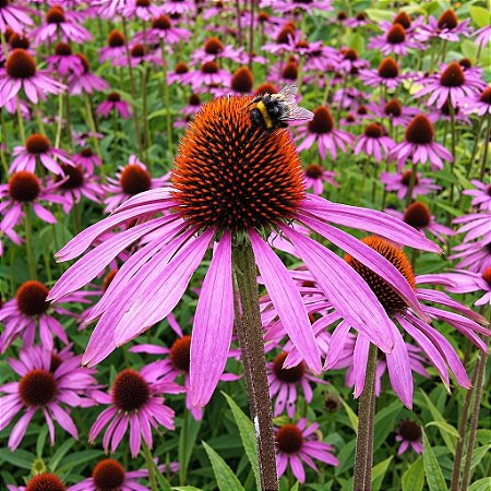 Echinacea pallida (Coneflower) - 10 Sementes