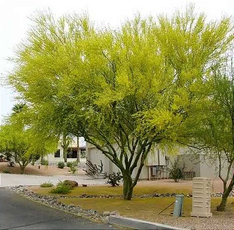 Palo Verde - Parkinsonia florida - 5 Sementes