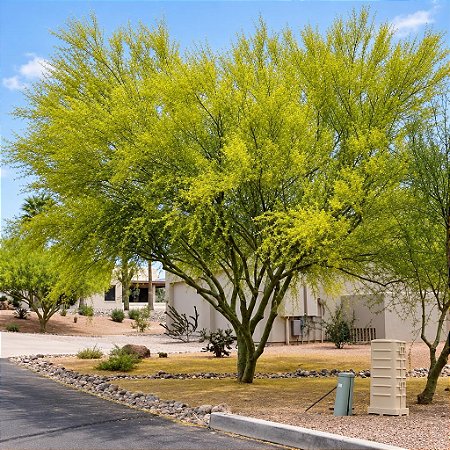 Palo Verde - Parkinsonia florida - 5 Sementes
