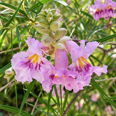 Salgueiro do Deserto - Chilopsis linearis - 5 Sementes