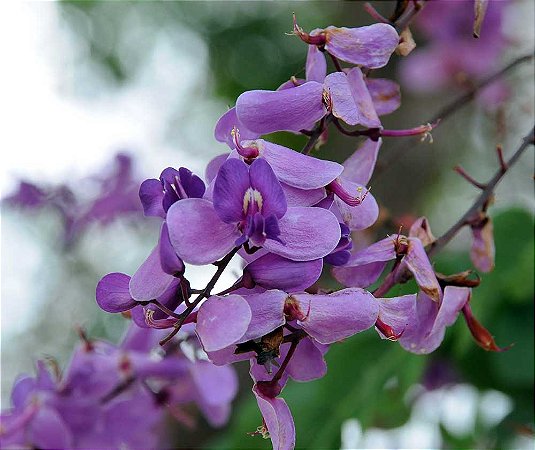 Faveiro Azul (Pterodom Polygaleflorus): 3 Sementes