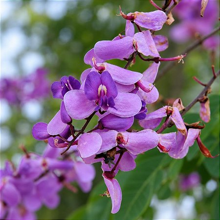 Faveiro Azul (Pterodom Polygaleflorus): 3 Sementes
