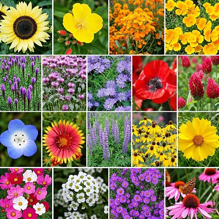 Mix de Flores Sortidas: 1500+ Sementes
