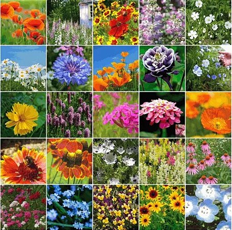 Mix de Flores Sortidas: 3000+ Sementes