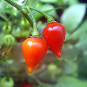 Pimenta Biquinho - Capsicum chinense - 200 Sementes