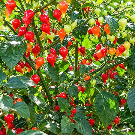 Pimenta Biquinho - Capsicum chinense - 400 Sementes