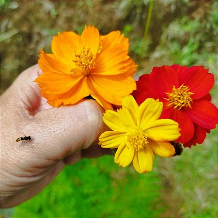 Cosmea Sortida: 100 Sementes