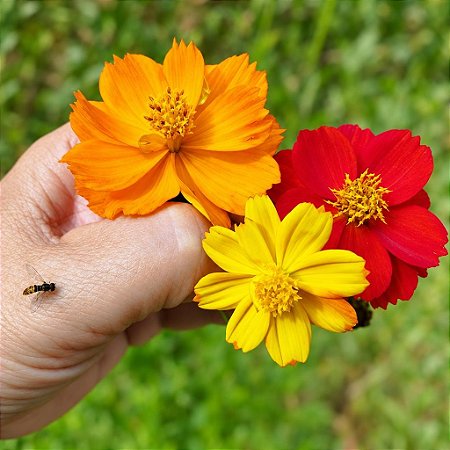 Cosmea Sortida: 100 Sementes
