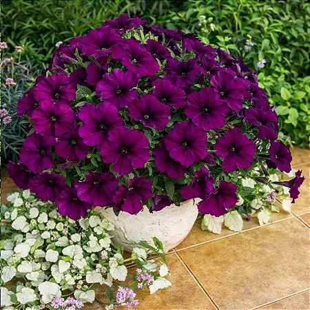 Petúnia Vinho (Burgundy) - 50 Sementes