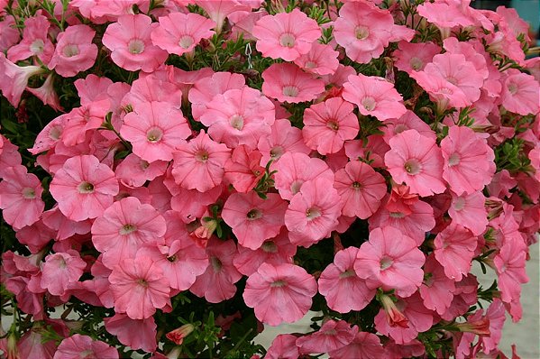 Petúnia Eagle Salmão - 50 Sementes