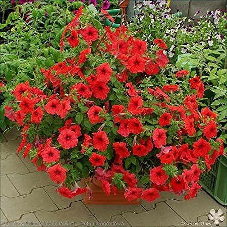 Petúnia Picobella Red - 50 Sementes