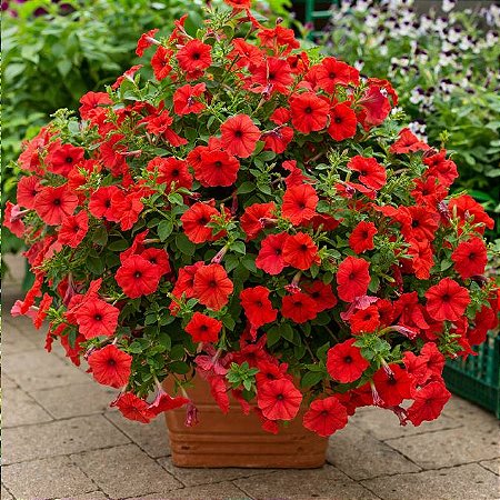 Petúnia Picobella Red - 50 Sementes