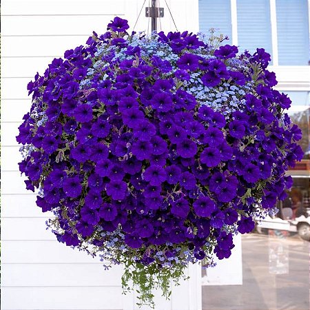 Petúnia Azul (Eagle Blue) - 50 Sementes